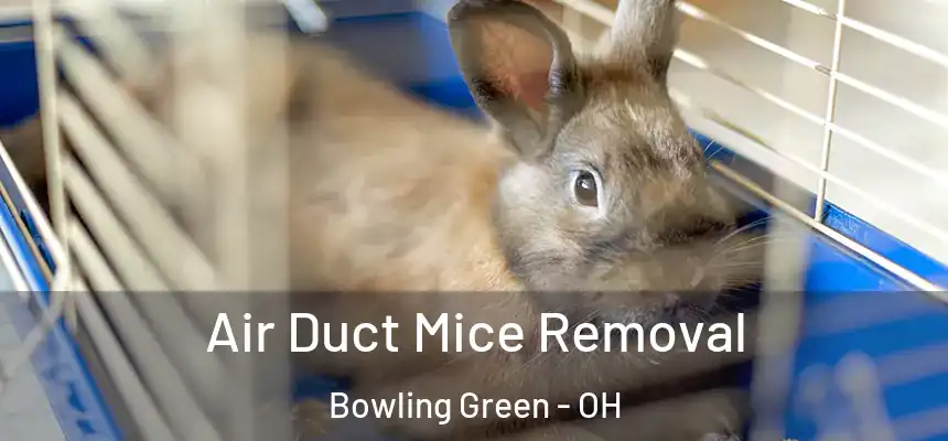 Air Duct Mice Removal Bowling Green - OH